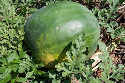 Florida giant watermelon - beyond organic seeds