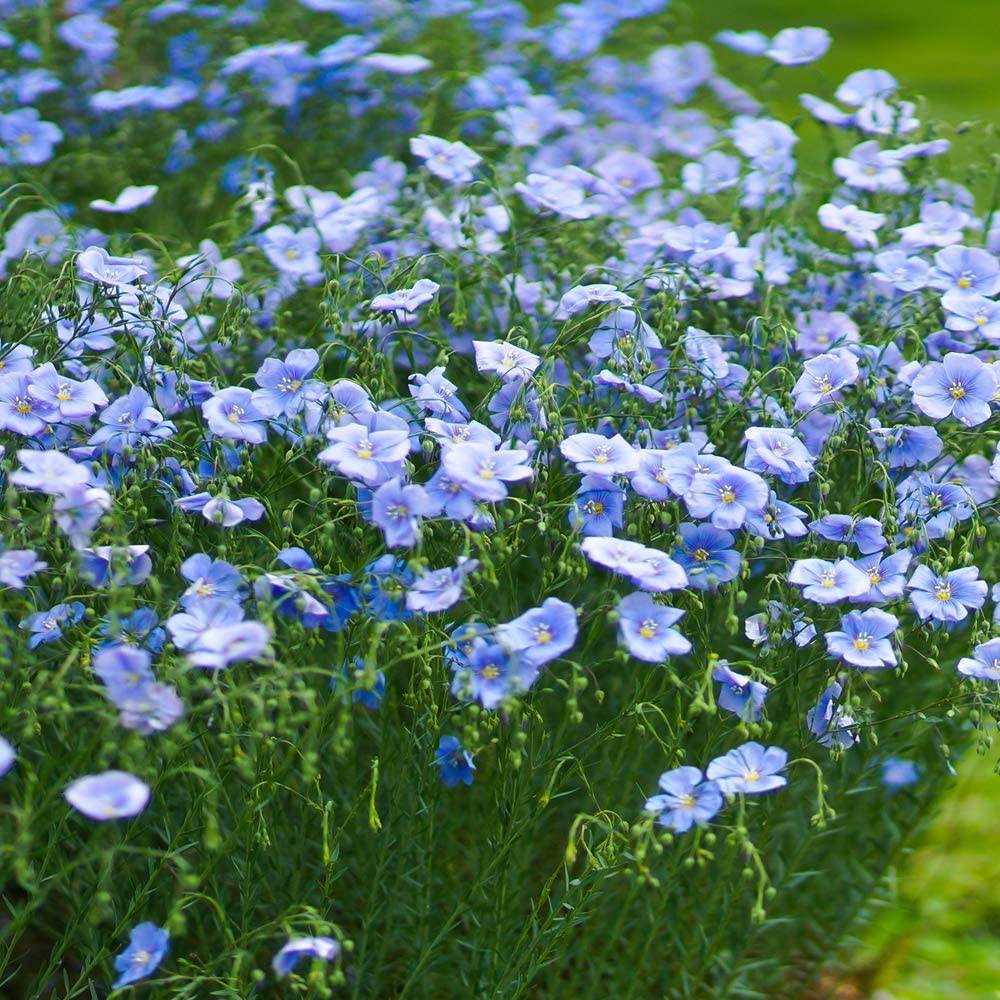 Blue Flax Flowers - beyond organic seeds