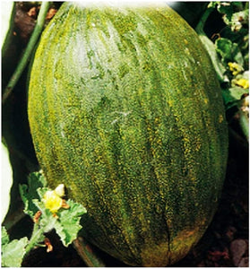 Valencia Melon - beyond organic seeds