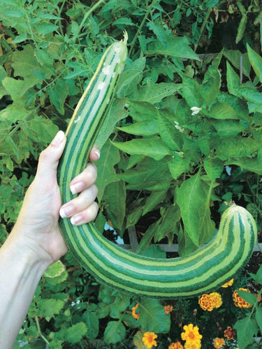 Striped Armenian Cucumber - beyond organic seeds