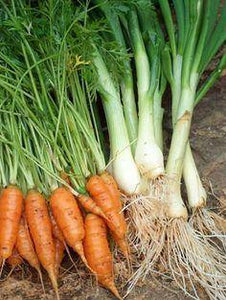 Baby Minicore Carrots - beyond organic seeds