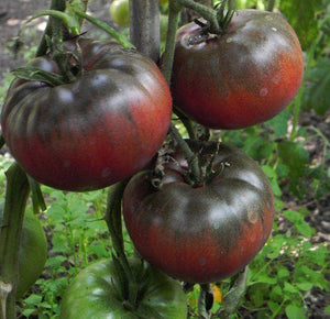 Black Krim Heirloom Tomato - beyond organic seeds