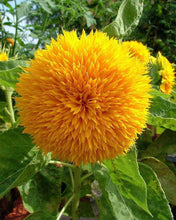 Teddy Bear Sunflower - beyond organic seeds