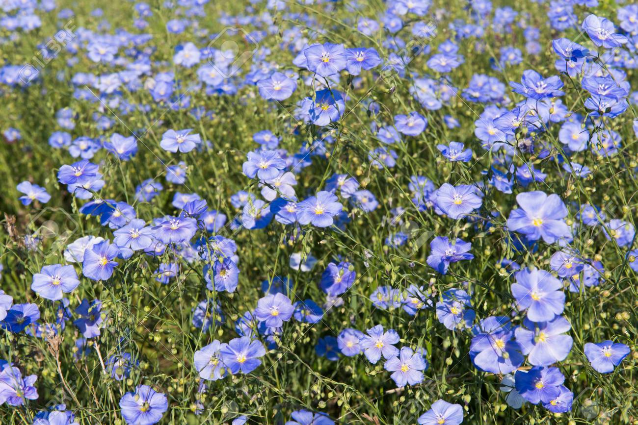 Blue Flax Flowers - beyond organic seeds