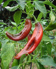 Cowhorn Hot Pepper - beyond organic seeds
