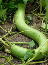 Snake Gourd - beyond organic seeds