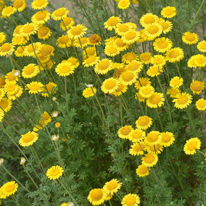 Yellow Daisy - beyond organic seeds