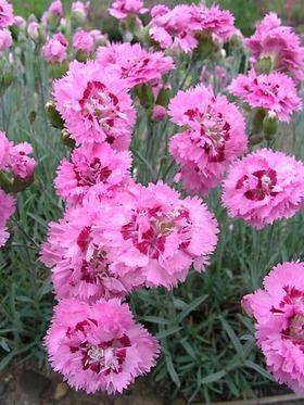 Cottage Pink Flowers - beyond organic seeds