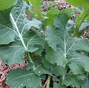 White russian kale - beyond organic seeds