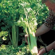 Giant goldrn.pacsal celery - beyond organic seeds