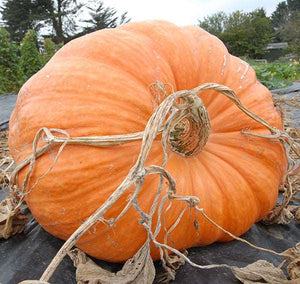 Giant atlantic. Show pumpkin - beyond organic seeds