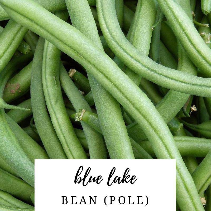 Blue Lake Pole Beans - beyond organic seeds