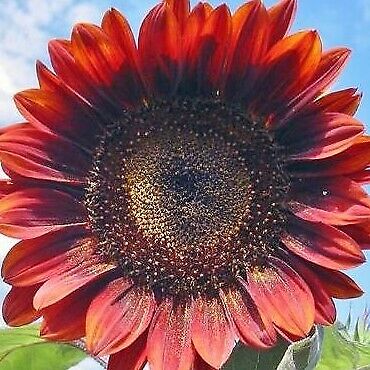 Red sun sunflower - beyond organic seeds