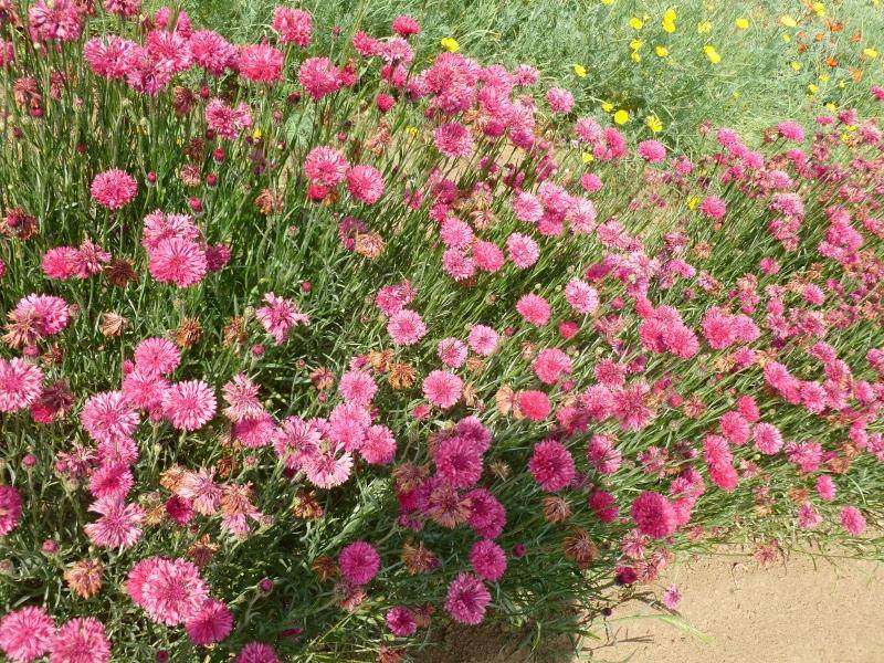 Pink Bachelor Buttons - beyond organic seeds
