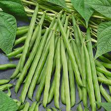 Greencrop bush beans - beyond organic seeds