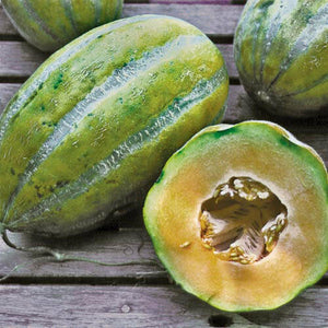 Bidwell casaba melon - beyond organic seeds