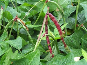 Red ripper cowpea seed - beyond organic seeds