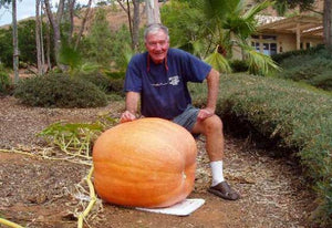 Big Max Pumpkin - beyond organic seeds