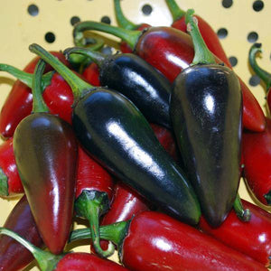 Black Hungarian Pepper - beyond organic seeds