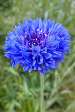 Blue Bachelor Button Flowers - beyond organic seeds