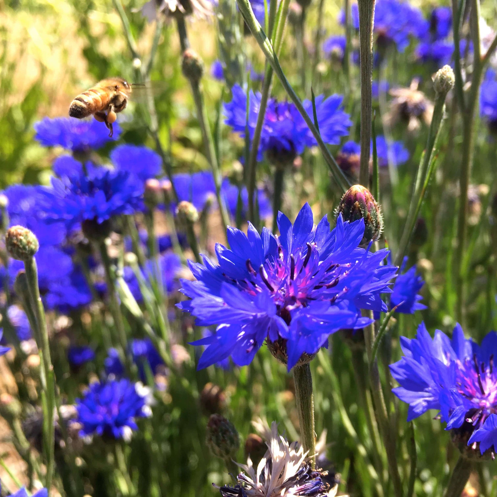 Blue Bachelor Button Flowers - beyond organic seeds