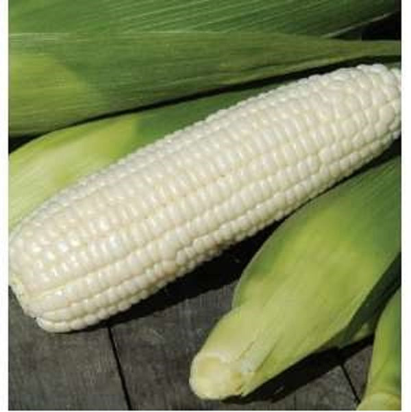 Boone county white corn