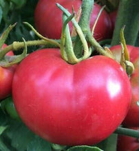 Bradley heirloom tomato - beyond organic seeds