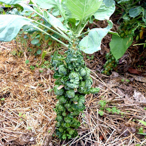 Catskill brussel sprouts - beyond organic seeds