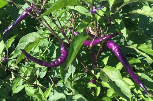 Buena mulata pepper - beyond organic seeds