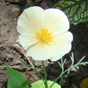 White linen poppy