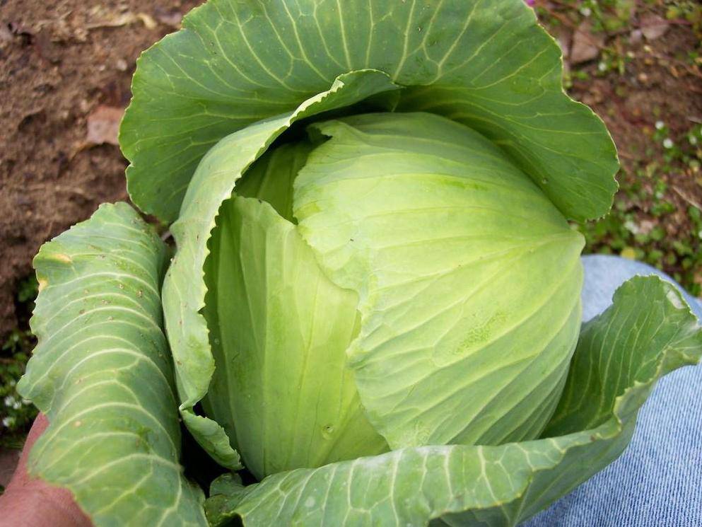 Flat Dutch Cabbage - beyond organic seeds