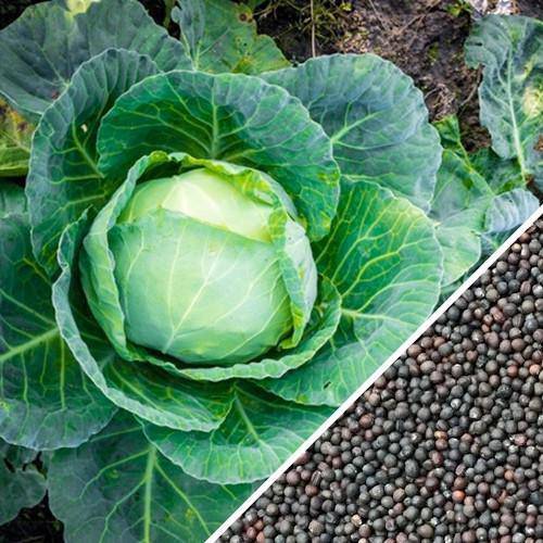 All Seasons Cabbage - beyond organic seeds