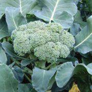 Calabrese Green Sprouting Broccoli - beyond organic seeds