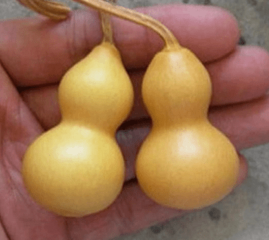 Mini Bottle Gourds - beyond organic seeds