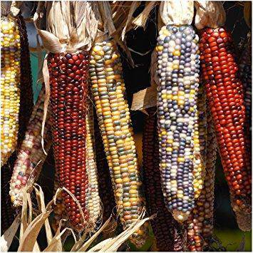 Carousel Indian Corn - beyond organic seeds