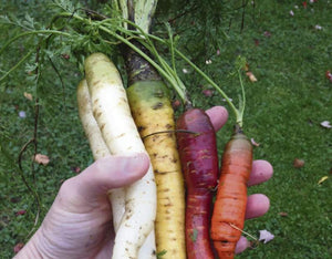 Carrot assortment - beyond organic seeds