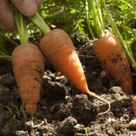 Chantenay Red Cored Carrot - beyond organic seeds