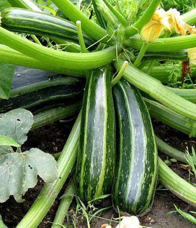 Caserita Summer Squash - beyond organic seeds