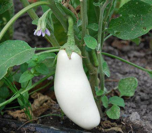 Casper Eggplant - beyond organic seeds