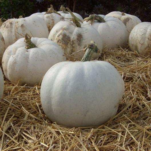 Casper Pumpkin - beyond organic seeds