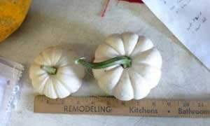 Casperita Mini White Pumpkin - beyond organic seeds