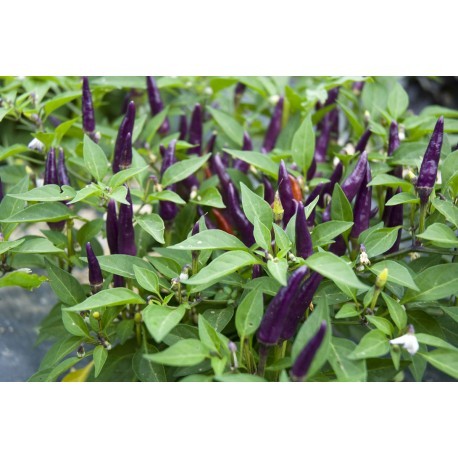 Purple cayenne pepper - beyond organic seeds
