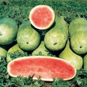 Charleston grey watermelon - beyond organic seeds