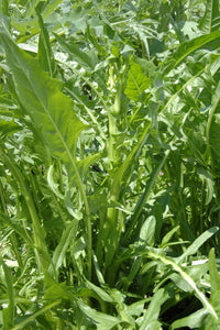 Chicory dandilion - beyond organic seeds