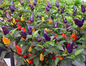 Chinese 5 color hot pepper - beyond organic seeds