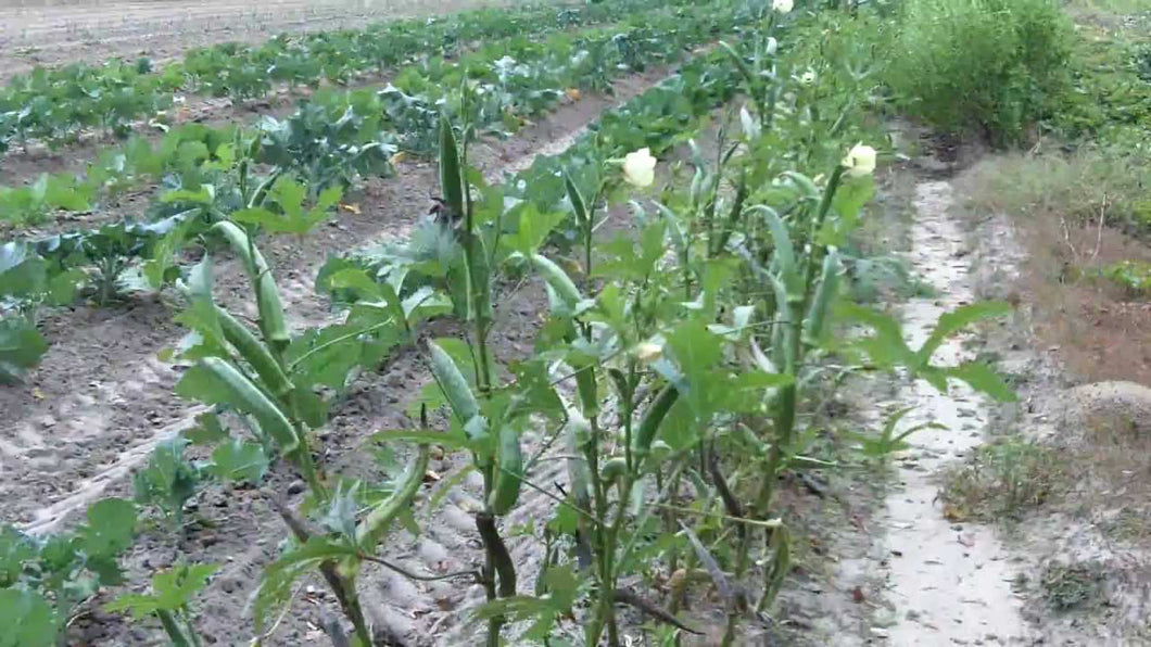 Clemson Spineless Green Okra - beyond organic seeds