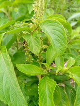Clove scented basil - beyond organic seeds