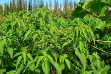 Clove scented basil - beyond organic seeds