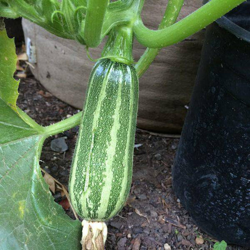 Cocozelle Green Summer Squash - beyond organic seeds