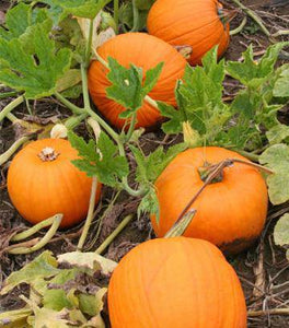 Connecticut Field Halloween Pumpkin - beyond organic seeds